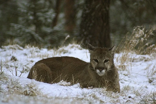 ABD&rsquo;de Rocky Dağları&rsquo;nda y&uuml;r&uuml;y&uuml;ş yapan kadın puma saldırısında &ouml;ld&uuml;

