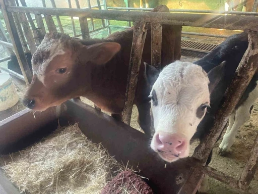 ABD Tarım Bakanlığı: &quot;Türkiye’de yıllık 400-500 bin buzağı ölümü oluyor&quot;
