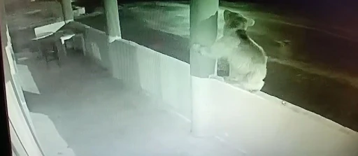 Aç ayı oynamadı: Bayburt’ta bir yavru ayı alabalıkları yedikten sonra oyunlar oynadı
