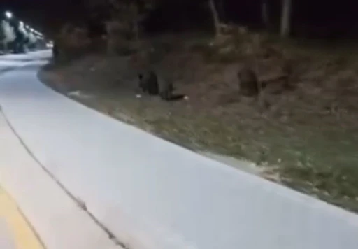 Aç kalan domuz sürüleri, üniversite kampüsüne indi
