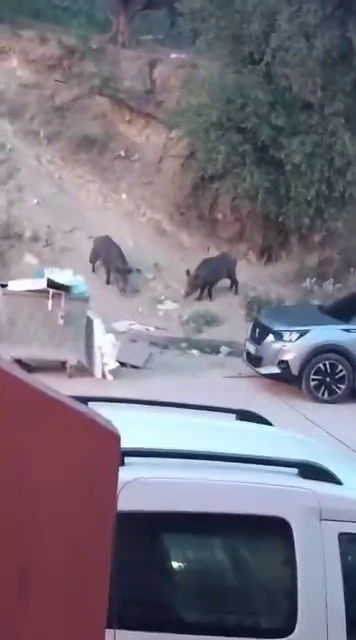 Aç kalan domuzlar çöpte yem aradı
