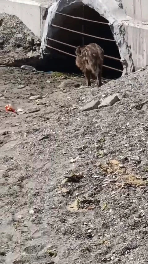 A&ccedil; kalan domuzlar sahile indi
