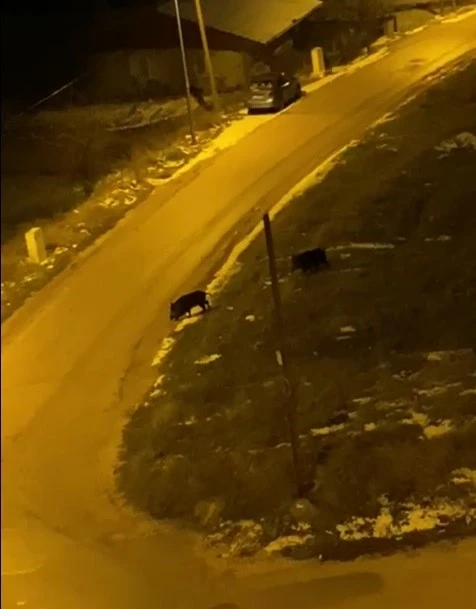 A&ccedil; kalan domuzlar şehre indi
