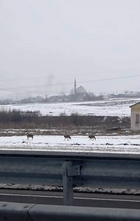 Aç kalan kurt sürüsü şehir merkezine indi
