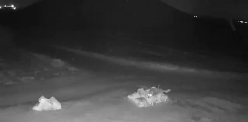 A&ccedil; kalan kurtlar k&ouml;ye indi
