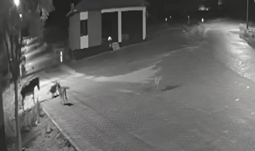 Aç kalan kurtlar mahalleye inerek eşeğe saldırdı
