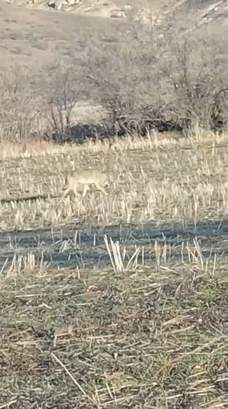 A&ccedil; kalan kurtlar yerleşim merkezine indi
