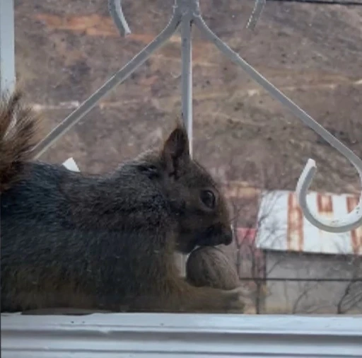 A&ccedil; kalan sincaplar pencerelere misafir oluyor
