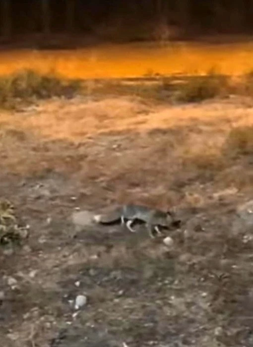 Aç kalan tilki şehir merkezine indi
