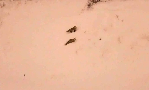 A&ccedil; kalan tilkiler yerleşim yerlerinde g&ouml;r&uuml;lmeye başlandı
