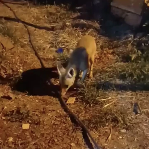 A&ccedil; kalan tilkiye &lsquo;diyet bisk&uuml;vi&rsquo; ikramı
