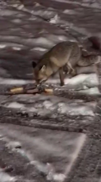 A&ccedil; kalan tilkiyi elleriyle besledi
