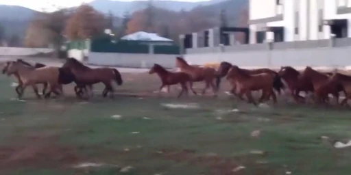 Aç kalan yılkı atları şehir merkezine indi
