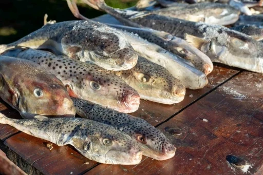 Adana&rsquo;da 4 g&uuml;nde 128 bin balon balığı toplandı
