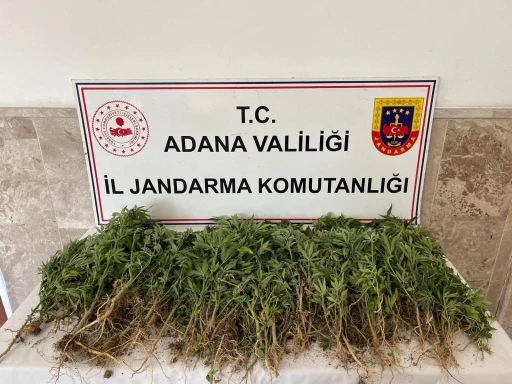 Adana’da 712 kök Hint keneviri ele geçirildi
