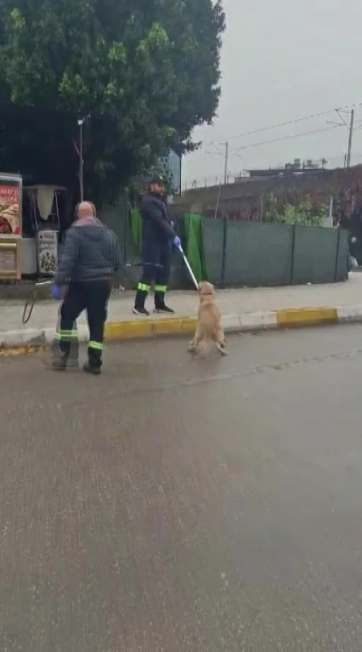 Adana’da başıboş sokak köpekleri toplanıyor
