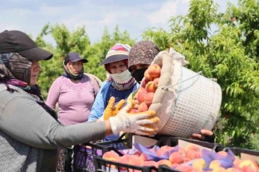 Adana&rsquo;da erkenci şeftali hasadı başladı: Bah&ccedil;ede kilogramı 10-20 TL
