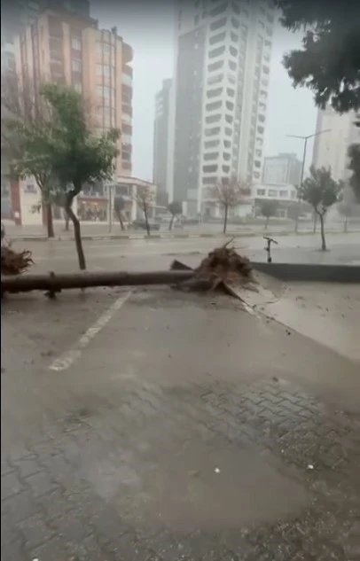 Adana&rsquo;da fırtına ağa&ccedil;ları yerinden s&ouml;kt&uuml;
