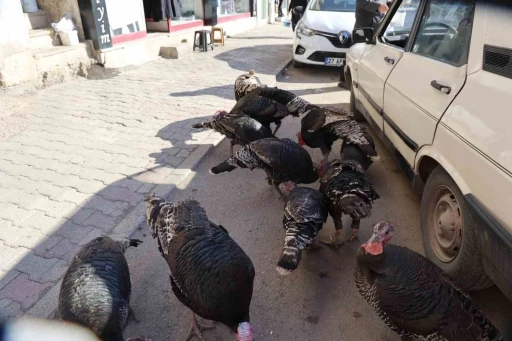Adana&rsquo;da ilgin&ccedil; g&ouml;r&uuml;nt&uuml;: Hindiler &ccedil;arşıda gezdirilerek satılıyor
