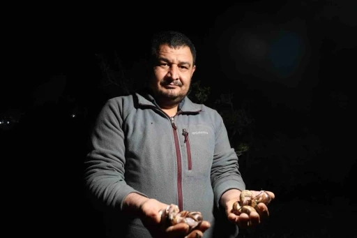 Adana&rsquo;da salyangoz mesaisi: Kilogramı 35 lira

