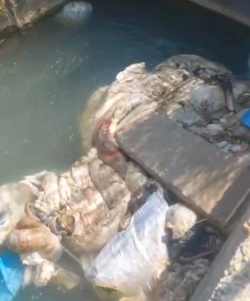 Adana’da sulama kanalları hayvan pislikleriyle doldu taştı
