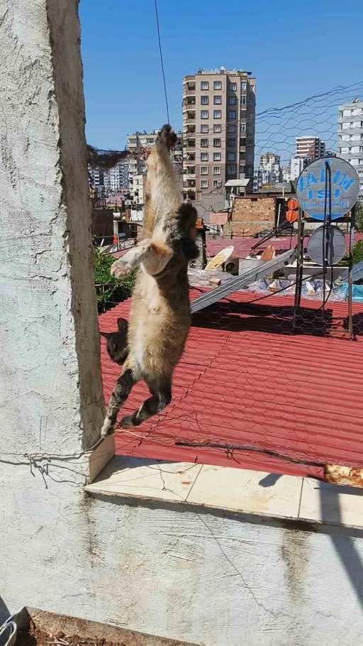 Adana’da tel örgülerde mahsur kalan kediyi itfaiye kurtardı
