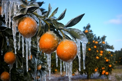 Adana i&ccedil;in zirai don alarmı: Gece sıcaklık sıfırın altına d&uuml;şecek
