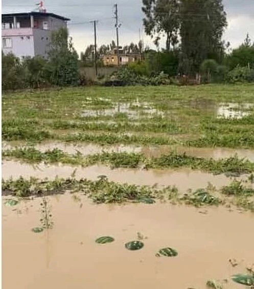 Adana ilçelerinde tarım arazileri sular altında kaldı
