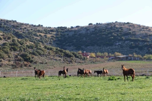 Adana milyonluk İngiliz ve Arap atlarının yetişme alanı oldu
