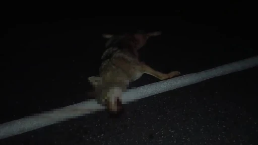 Adilcevaz&rsquo;da ara&ccedil;ların &ccedil;arptığı kurt telef oldu
