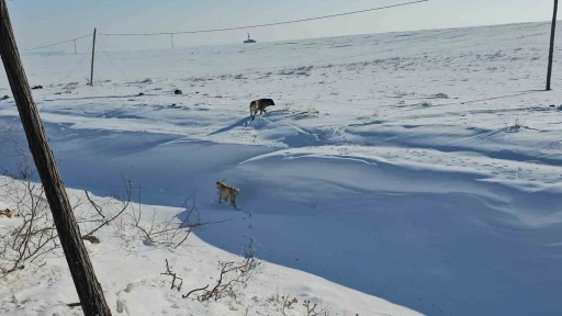 Adilcevaz&rsquo;da başıboş sokak k&ouml;pekleri korku sa&ccedil;ıyor
