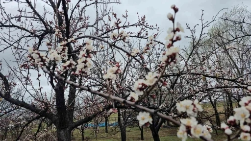 Adilcevaz’da iki mevsim bir arada
