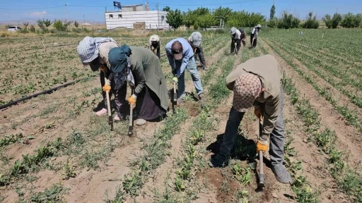 Kavurucu sıcakta ekmek parası m&uuml;cadelesi