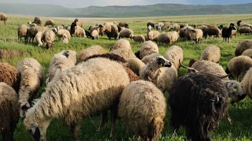 Adilcevaz’da yayla zamanı: Besiciler 7 aylık göçe başladı
