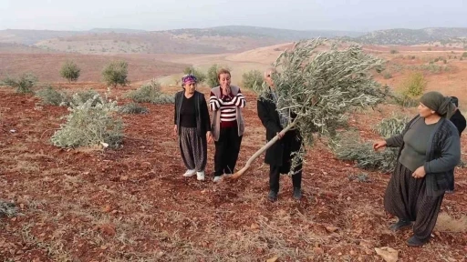Adıyaman’da 10 bin ağaç kırılarak yok edildi
