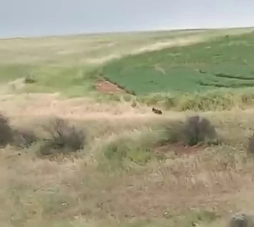 Adıyaman’da çiftçiler ayıyla karşılaştı
