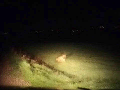 Adıyaman&rsquo;da &ccedil;izgili sırtlan g&ouml;r&uuml;ld&uuml;
