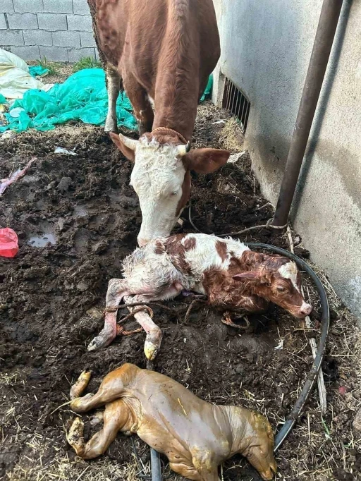 Adıyaman’da milyonda bir görülen ikiz buzağı doğumu gerçekleşti
