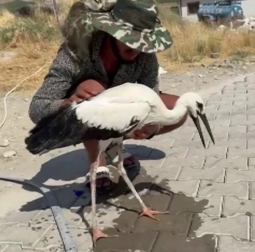Adıyaman’da sıcaktan bayılan leyleği köylüler kurtardı
