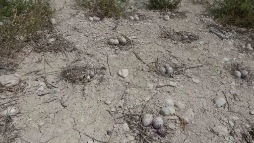 Adıyaman’daki Martı Adası’nda kuluçka dönemi yaşanıyor
