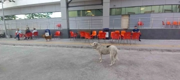 ADÜ Tıp Fakültesi Hastanesi çevresinde başıboş köpekler sorun olmaya başladı
