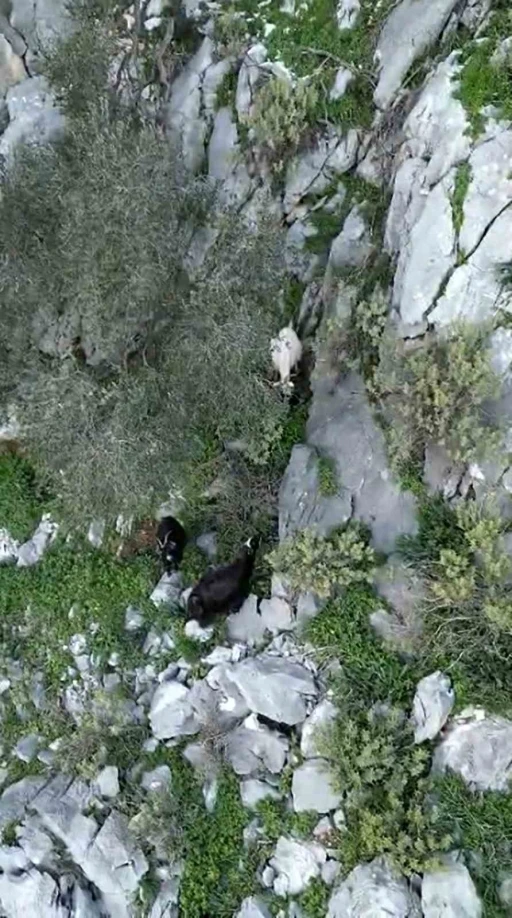 AFAD&rsquo;dan ke&ccedil;i kurtarma operasyonu
