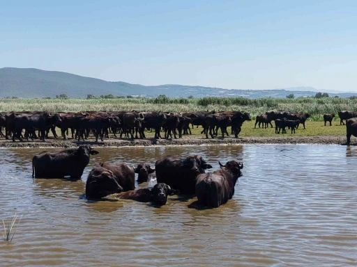 Afrika savanasını andıran görüntüler Bursa’dan
