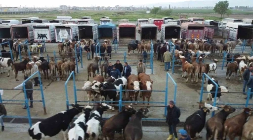 Afyonkarahisar’da kurbanlık hareketliliği başladı
