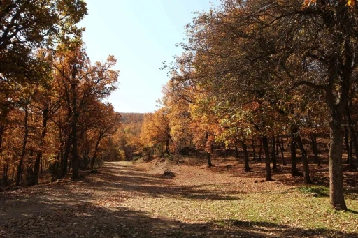 Afyonkarahisar’da sonbahar masalsı görüntüler ortaya çıkardı
