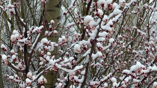 Afyonkarahisar ve K&uuml;tahya&rsquo;da badem ve kayısı &ccedil;i&ccedil;ekleri karla kaplandı
