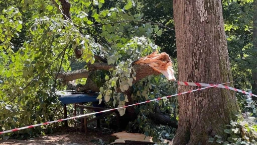 Ağacın altında birinin kaldığını düşünen vatandaşların panik anı kamerada
