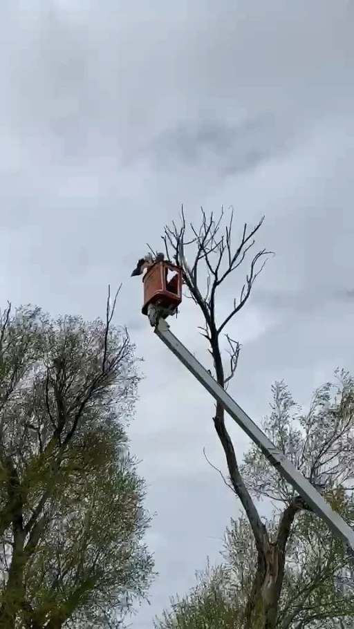 Ağa&ccedil;ta asılı kalan leylek kurtarıldı
