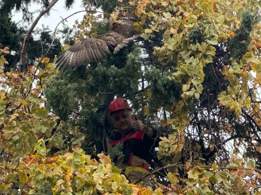 Ağa&ccedil;ta mahsur kalan şahini itfaiye kurtardı
