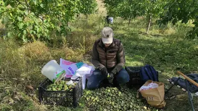 Sason’da ceviz hasadı başladı